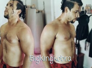 Bigkingkobra