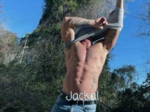 Jackal