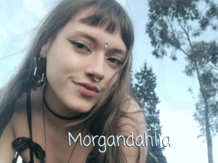 Morgandahlia