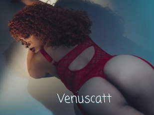 Venuscatt